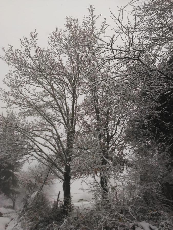 منزل الضيف Casa Pepin - Sagasta Rural اوفيدو المظهر الخارجي الصورة